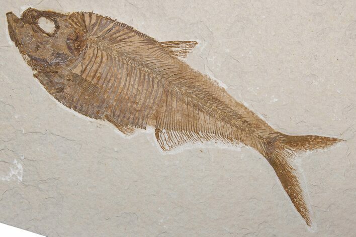 Fossil Fish (Diplomystus) - Green River Formation #214121